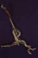 藏品(錦蛇)的圖片